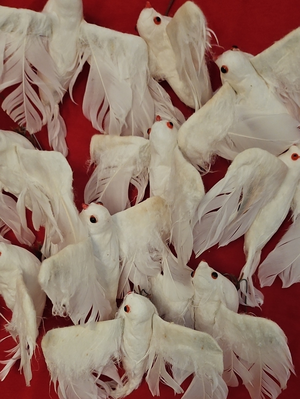 White Wire Dove Birds, Real Feathers, Red Eyes.